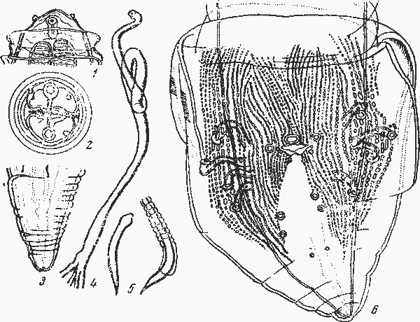 Physaloptera (Tetradelphynema) ericuli Kreis, 1945 (по Крейсу, 1945)