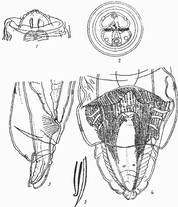 Physaloptera (Tetradelphynema) lagothricis (Kreis, 1945) (по Крейсу, 1945)