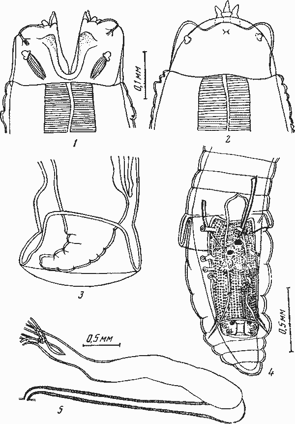 Physaloplera (Telradelphynema) singhi Kung, 1948 (по Кунгу, 1948)