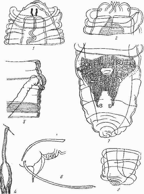 Physaloptera (Tetradelphyпета) tumefaciens Henry et Blanc, 1912 (по Крейсу, 1938)