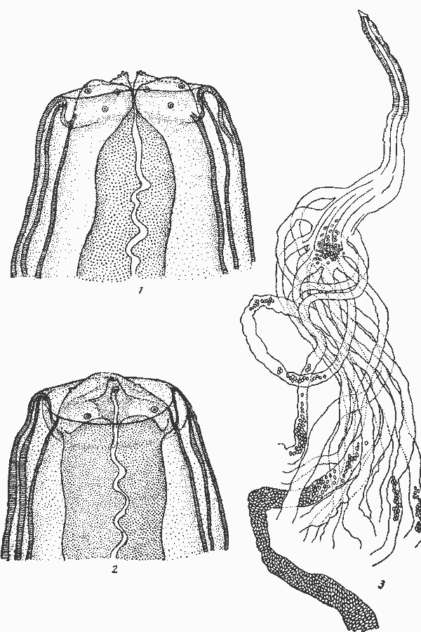 Physaloptera (Turgida) turgida Rudolphi, 1819 (по Травассосу, 1920)