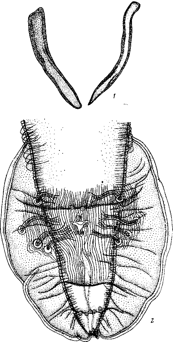 Physaloptera (Turgida) turgida Rudolphi, 1819 (по Травассосу, 1920)