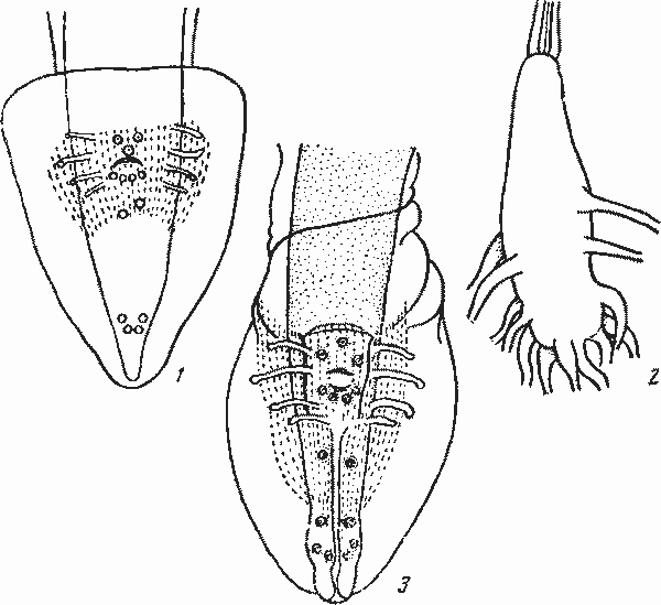 Physaloptera (Turgida) turgida Rudolphi, 1819 (1, 2 — по Фостеру, 1939; 3 — по Кабальеро, 1937)