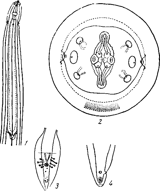 Physaloptera (Turgida) ackerli Hill, 1939 (по Хиллу, 1939)