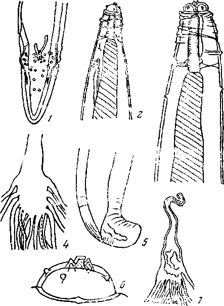 Physaloptera (Turgida) multiuteri Canavan, 1929 (по Кэнэвэну, 1929)