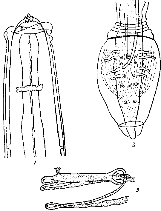 Physaloptera (Physaloptera) acutirauda Molin, 1860 (по Кабальеро, 1938)