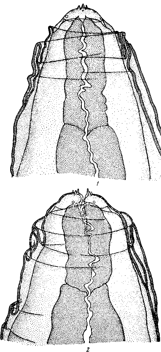 Physaloptera (Turgida) torresi (Travassos, 1920) (по Травассосу, 1920)