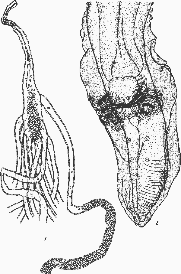 Physaloptera (Turgida) torresi (Travassos, 1920) (по Травассосу, 1920)