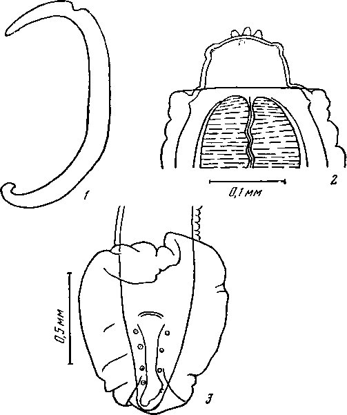 Physaloptera (Pseudophysaloptera) soricina (Baylis, 1934) (по Бейлису, 1934)