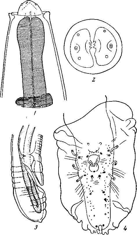 Physaloptera (Pseudophysaloptera) soricina (Baylis, 1934) (по Бэру, 1959)