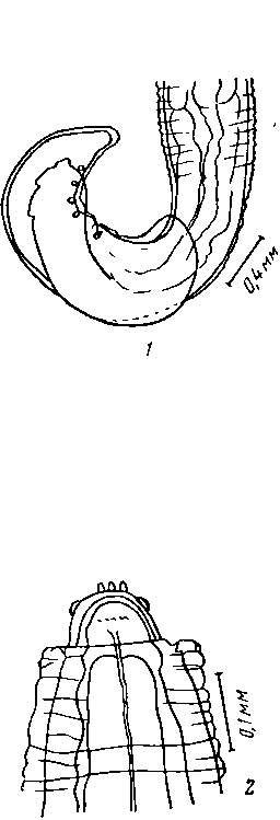 Physaloptera (Pseudophysaloptera) soricina (Baylis 1934) (по Лннсикому и Мак Коннаугею, 1948)