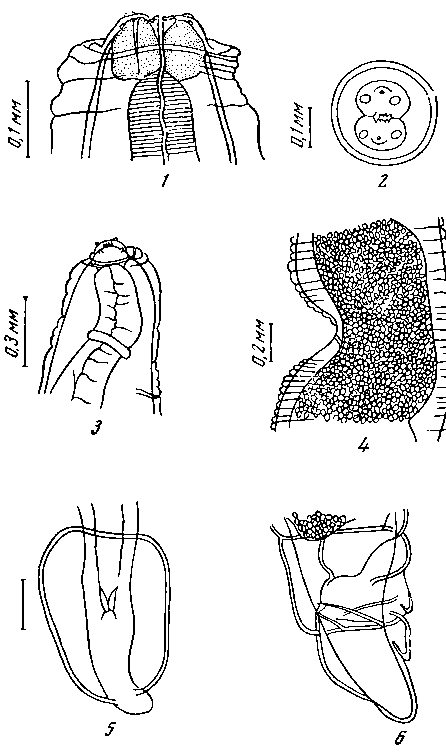 Physaloptera (Pseudophysaloptera) soricina (Baylis, 1934) (по Чэну, 1937)
