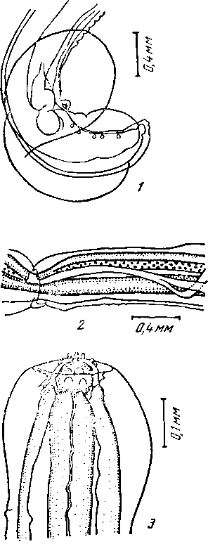 Physaloptera (Pseudophysaloptera) riukiuana Lincicome et McConnaughey, 1948 (по Линейному и Мак Коннаугею, 1948)