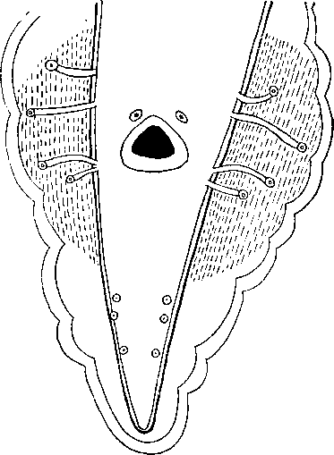Physaloptera amphibia Linstow, 1899 (по Лннстову, 1899)