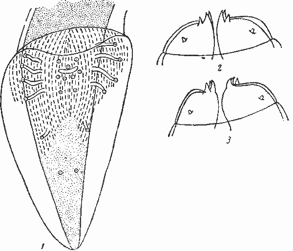 Physaloptera (Physaloptera) alata alata Rudolphi, 1819 (по Ортлеппу, 1922)
