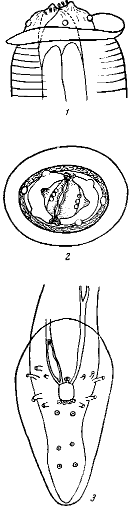Physaloptera anadonta Schaldybin, 1960 (по Шалдыбину, 1960)