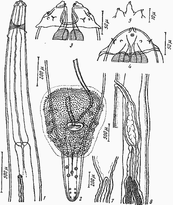Physaloptera dogieli Schaclmasarova, 1919 (по Алоян, 1955)