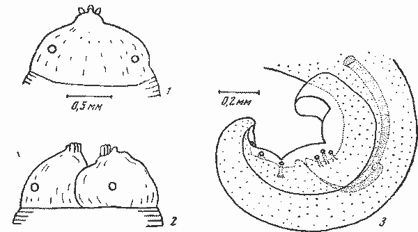 Physaloptera parvicollaris Johnston et Mawson, 1940 (по Джонстону и Маусон, 1940)