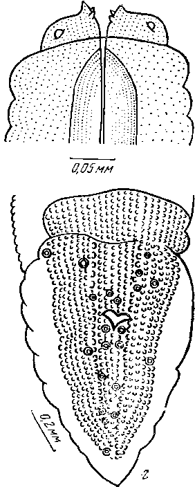Physaloptera peragale Johnston et Mawson, 1940 (по Джонстону и Маусону, 1940)