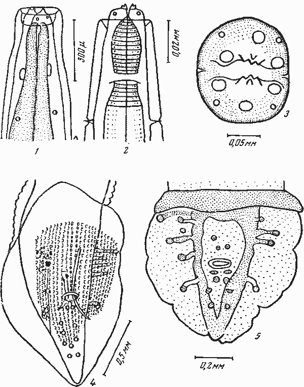 Physaloptera peramelis Johnston et Mawson, 1939 (1 и 4 — по Ортлеппу, 1922; 2, 3, 5 — по Джонстону и Маусон, 1939)