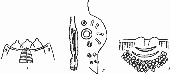 Physaloptera ruwenzorii Parona, 1907 (по Парона, 1909)