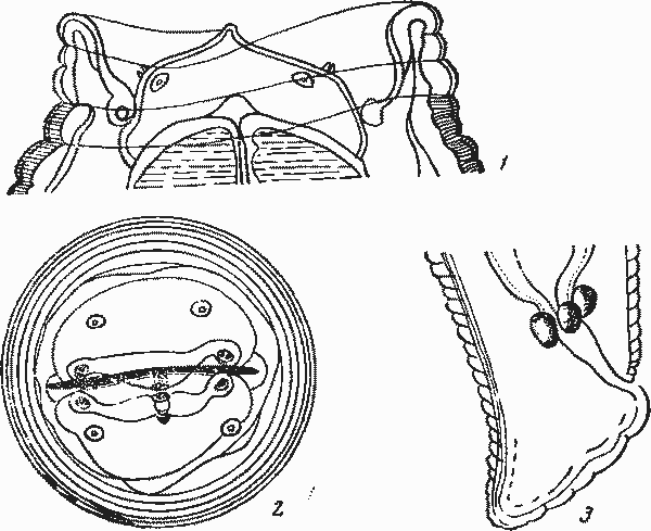 Physaloptera sp. Kries, 1940 (по Крейсу, 1940)