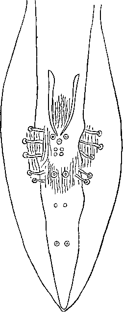 Physaloptera (Physaloptera) alata alata Rudolphi, 1819 (по Ямагути, 1941)