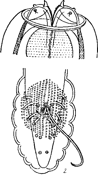 Abbreviata (Abbreviata) abbreviata (Rudolphi, 1819) (по Линстову, 1883)