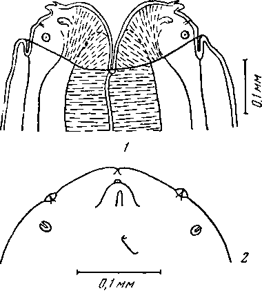  Abbreviata (Abbreviata) affinis (Gedoelst, 1916) (по Бейлису, 1940)