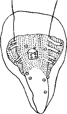 Abbreviata (Abbreviata) affinis (Gedoelst, 1916) (по Гедельсту, 1916)