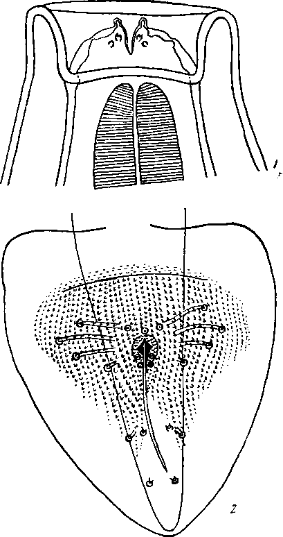 Abbreviata (Abbreviata) ajricana (Monnig, 1924) (по Моннигу, 1924)