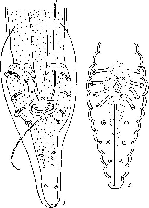 Abbreviata (Abbreviata) algeriensis Chabaucl, 1956 (1 — по Сера, 1914; 2 — по Парона, 1889)