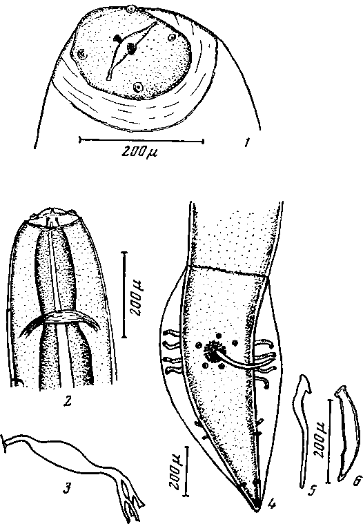 Abbreviata (Abbreviata) amaniensis (Sandground, 1928) (по Сэндграунду, 1928)