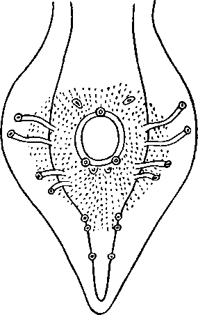 Abbreviata (Abbreviata) antarctica (Linstow, 1899) typica (Irwin-Smith, 1922) (по Линстову, 1899)