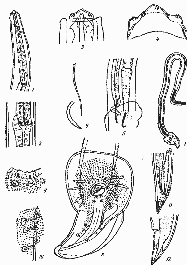 Abbreviata (Abbreviata) antarctica (Linstow, 1899) typica (Irwin-Smith, 1922) (по Ирвин-Смит, 1922)