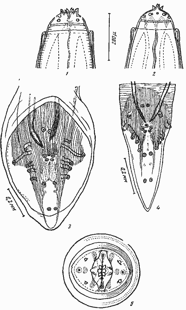 Physaloptera (Physaloptera) apivori Desportes, 1946 (по Депорту, 1946)