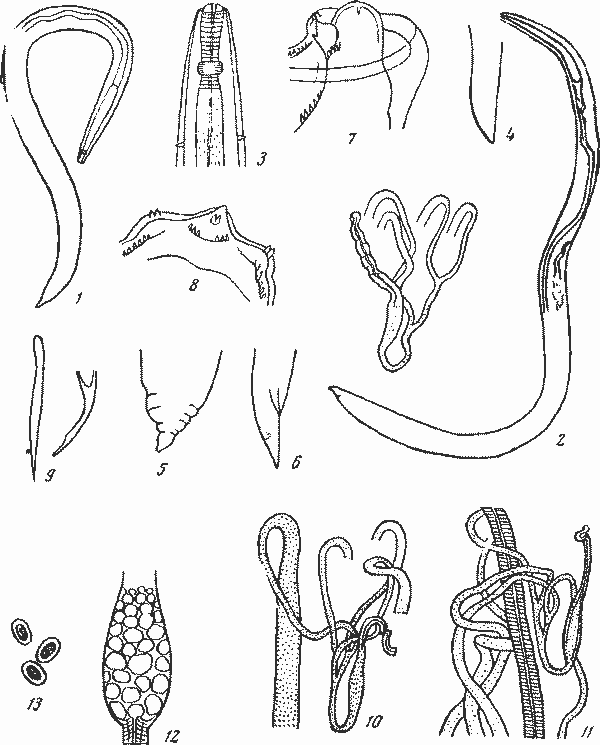Abbreviata (Abbreviata) anlarctica lata (Irwin-Smith, 1922) (по Ирвин-Смит, 1922)