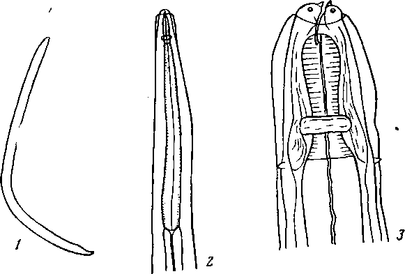 Abbreviata (Abbreviata) bancrofti (Irwin-Smith, 1922) (по Ирвнн-Смит, 1922)