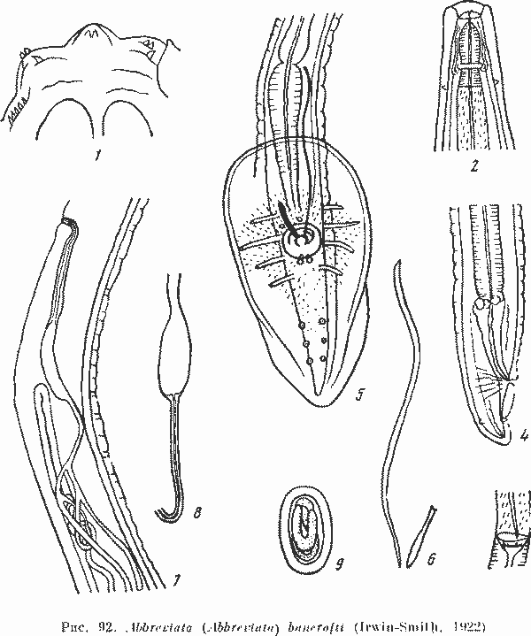 Abbreviata (Abbreviata) bancrofti (Irwin-Smith, 1922)