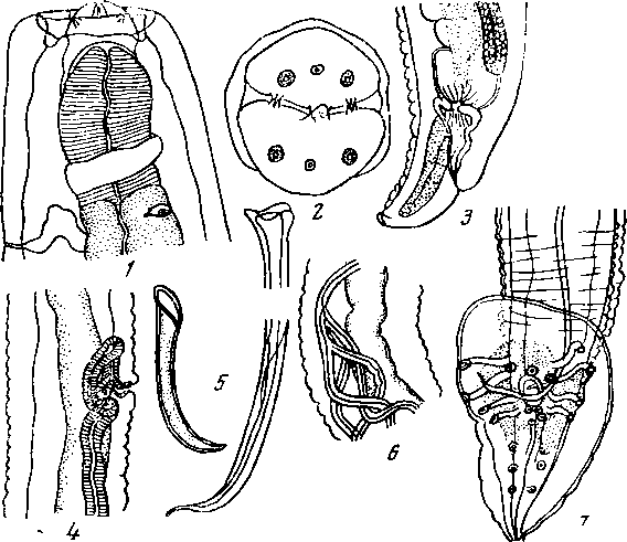 Abbreviata (Abbreviata) bufonis Yuen, 1963 (по Июэну, 1963)