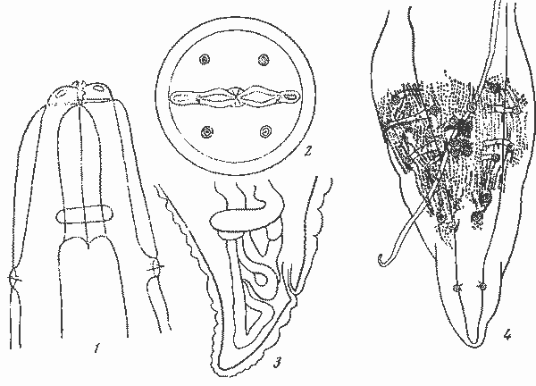 Abbreviata (Abbreviata) raucasira (Linstow, 1902) (по Шульцу, 1926)