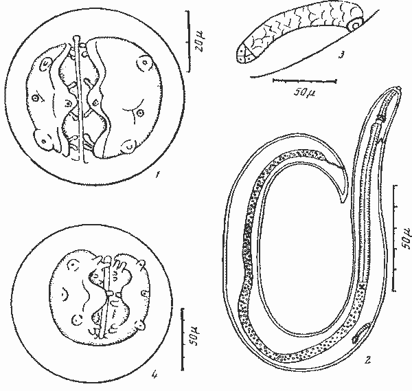 Abbreviata (Abbreviata) caucasica (Linstow. 1902) (по Петтер, 1960)