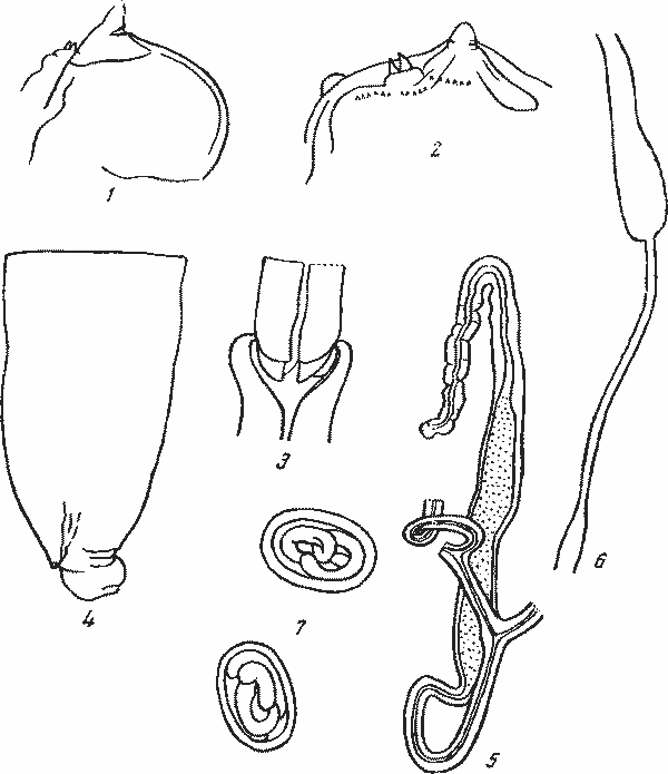 Abbreviata (Abbreviata) clelandi (Irwin-Smith. 1922) (по Ирвнн-Смит, 1922)