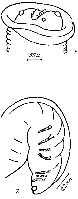 Abbreviata (Abbreviata) demansiae Johnston et Mawson, 1948 (по Джонстону и Маусон, 1948)