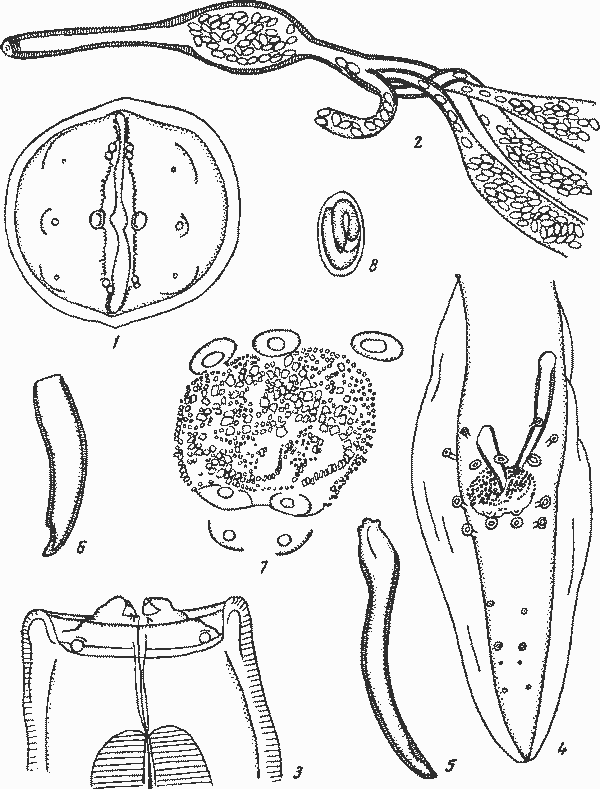 Abbreviata (Abbreviata) euzebii Lo-Vaii-Hoa, 1961 (по Ле-Ван-Гоа, 1961)