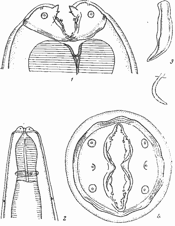 Abbreviata (Abbreviata) galliardi Le-Van-Hoa, 1951 (по Ле-Ван-Гоа, 1961)