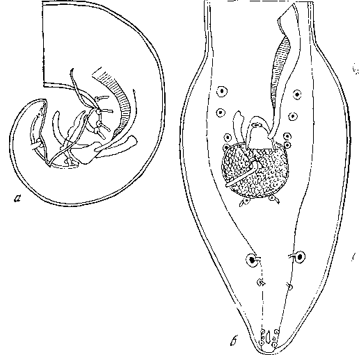 Spirura rytipleurites rytipleurites (Deslongchamps, 1824) (по Сера, 1915)