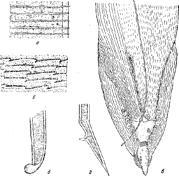 Cymea (Procymea) seurati (Skjrabin, 1917) Chabaud, 1958 (по Скрябину, 1917)