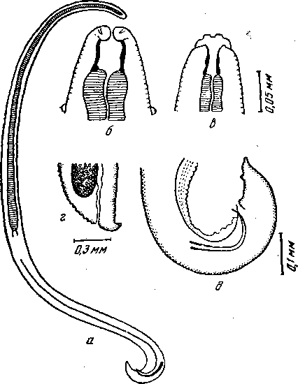 Cyrnea (Procyrnea) skrjabini (Vuylsteke, 1953) Chabaud, 1958 (по Вуилстеке, 1946—1953)