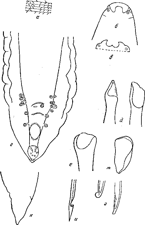 Cyrnea (Procyrnea) spinosa (Gendre, 1922) Chabaud, 1958 (по Жандру, 1922)